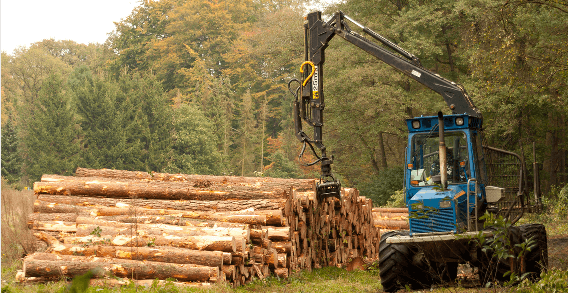 Advantages of Professional Logging Services - San Forestry