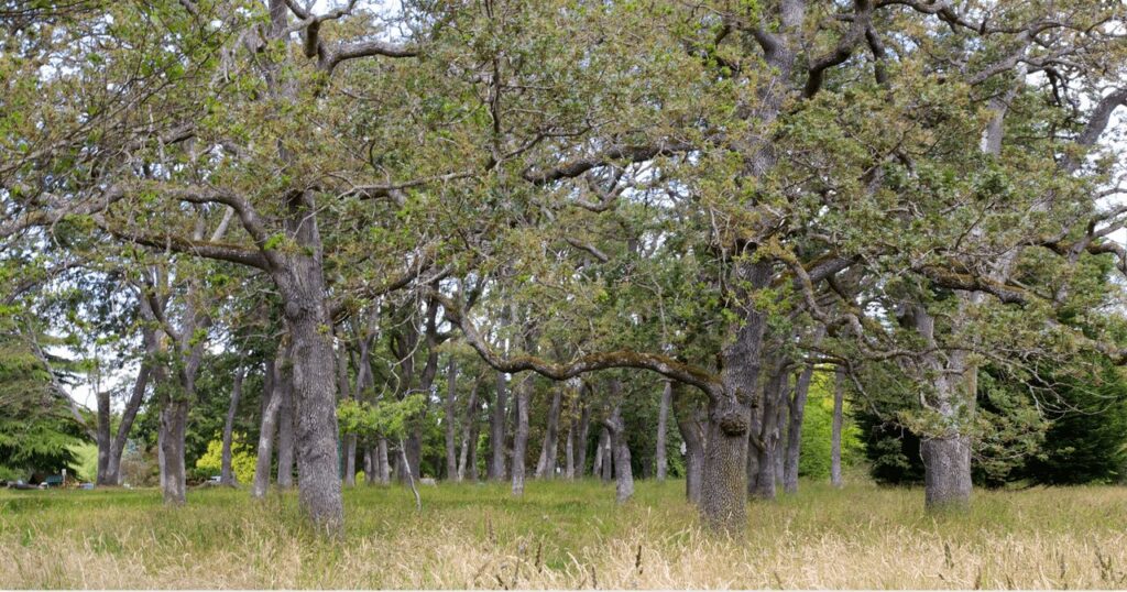 The Top 10 Most Fascinating Trees Found in Canadian Forests