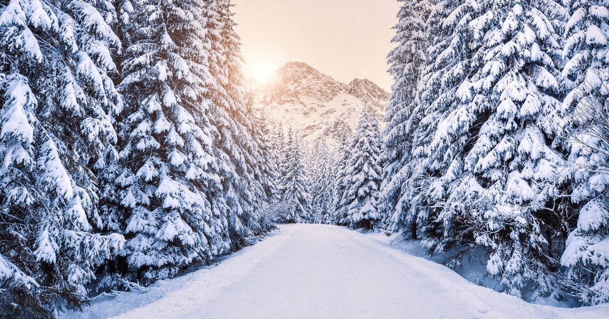 The Science of Trees in Winter: How They Survive the Cold in Canada