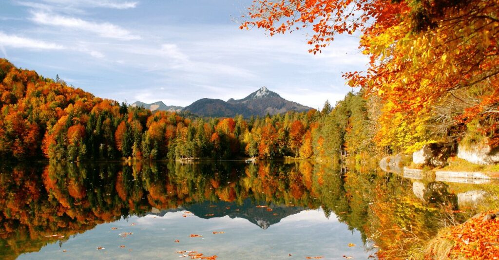 The Science of Trees in Winter: How They Survive the Cold in Canada