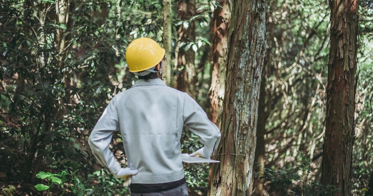 Carbon Sequestration and Sustainable Forestry: How Modern Logging Practices Fight Climate Change