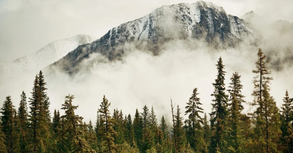 Development vs. Sustainable Harvesting: A Practical Guide for Landowners