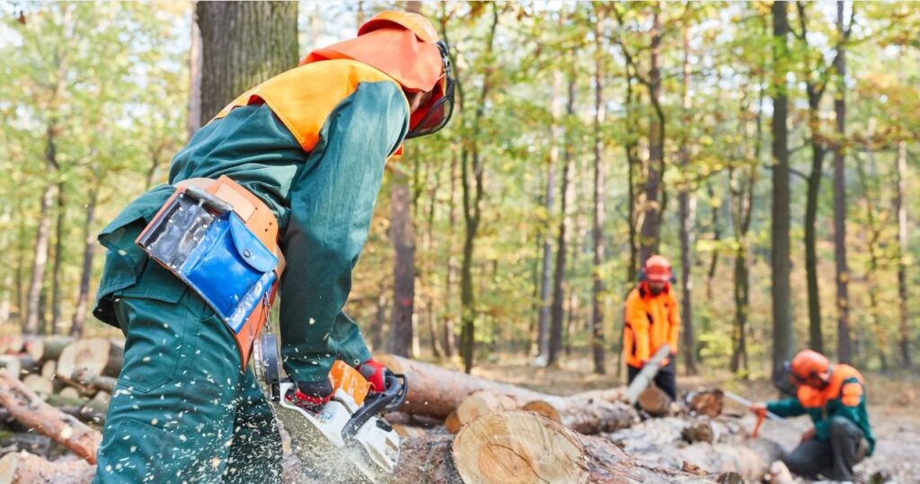 What is Sustainable Harvesting & Forest Management?