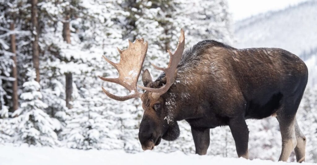 Winter Logging in Alberta: Navigating the Challenges, Obstacles, and Risks of Cold-Weather Operations